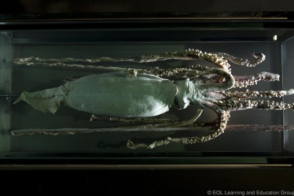 Актуальная ссылка на кракен kraken014 com